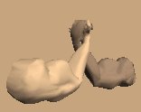 2singlearms_wrestling_lc.gif
