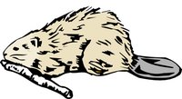 BEAVER04.WMF