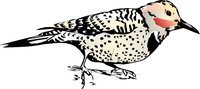 BIRD14.WMF