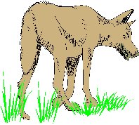 DINGOC.WMF