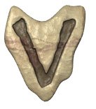 v.jpg