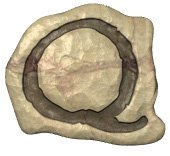 q.jpg