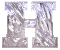 h_mc.gif