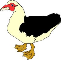 DUCKC.WMF