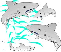SHARK02.WMF
