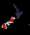 new_zealand_sb.gif