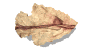 arrowhead_point_right_sw.gif