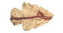 arrowhead_point_right_mc.gif