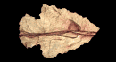 arrowhead_point_right_mb.gif