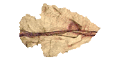 arrowhead_point_right_lc.gif