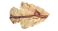 arrowhead_point_right_hr.jpg