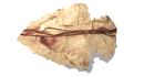 arrowhead_point_left_mw.gif