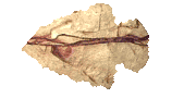 arrowhead_point_left_lc.gif
