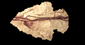 arrowhead_point_left_lb.gif
