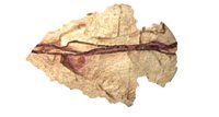 arrowhead_point_left_hr.jpg