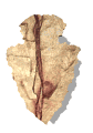 arrowhead_point_down_mw.gif