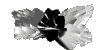 biz_mc.gif