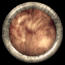 fur_mb.gif