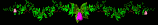 flower2_div_sb.gif