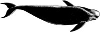 AAO50010.TIF