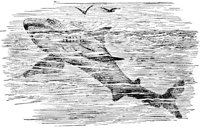 AAK50070.JPG