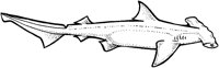 AAK50041.TIF