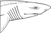 AAK50021.TIF