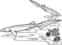 AAK50020.TIF