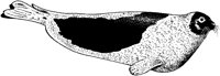 AAI50032.TIF