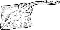 AAF50020.TIF