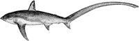 AAF50007.TIF