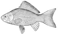 AAD50550.JPG