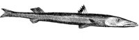 AAD50530.JPG