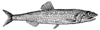 AAD50515.JPG