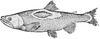 AAD50510.JPG
