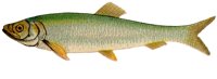 AAD50455.JPG