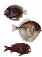 AAD50444.JPG