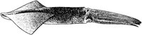 AAD50217.TIF