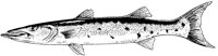 AAD50215.TIF