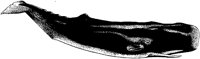 AAD50208.TIF