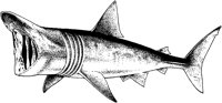 AAD50206.TIF