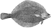 AAD50093.TIF