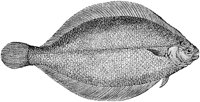 AAD50092.TIF