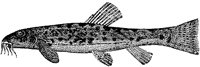 AAD50065.TIF