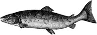 AAD50055.TIF