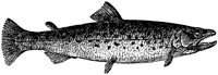 AAD50049.TIF