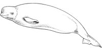 AAB50039.TIF