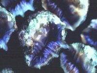 AAA50009.JPG