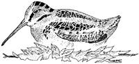 ABO50325.JPG
