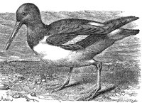 ABO50309.JPG